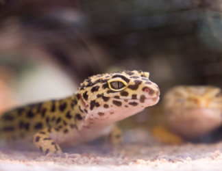 Gecko léopards